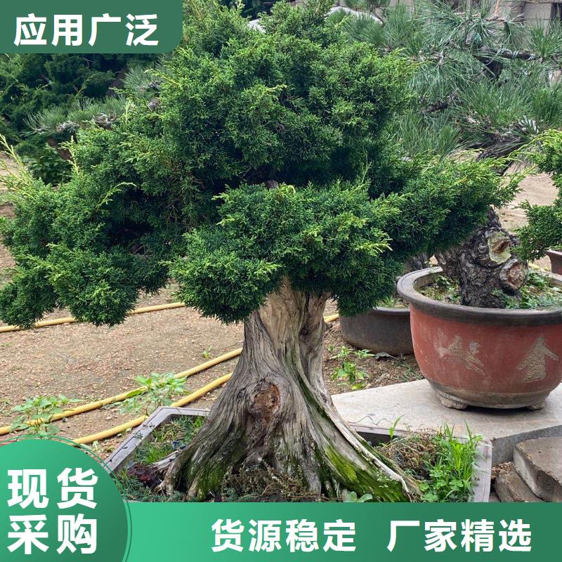 【造型松】迎客松货到付款当地货源