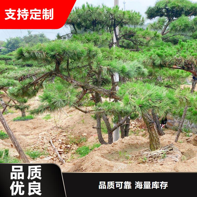 造型松-造型池松优质原料实体诚信厂家