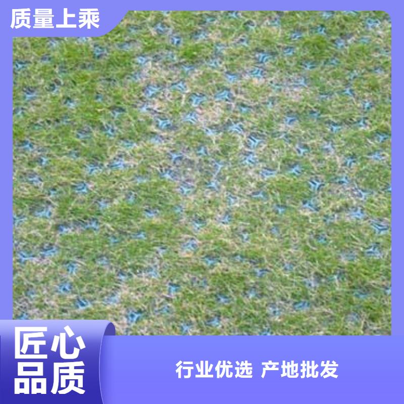 植草格三维复合排水网诚信可靠本地服务商