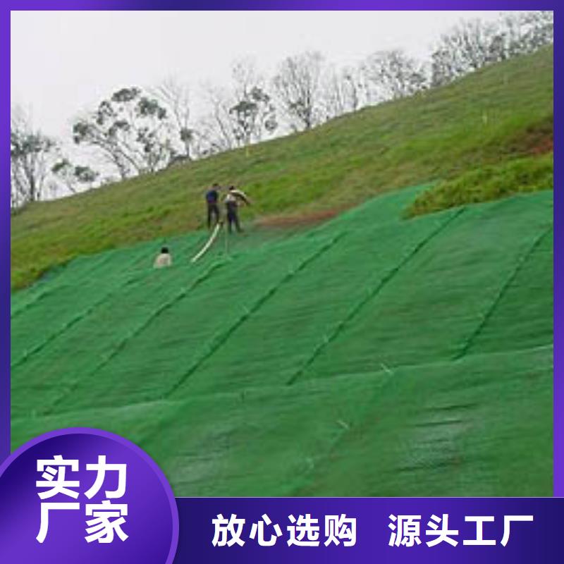 三维植被网【护坡土工网】优选好材铸造好品质批发商