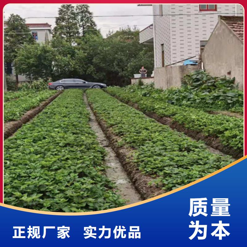 【草莓苗葡萄苗大厂家实力看得见】优质工艺