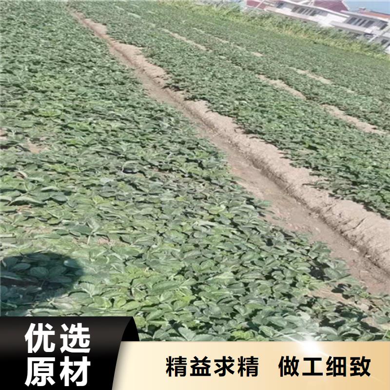 草莓苗山楂苗源头厂家直销厂家供应