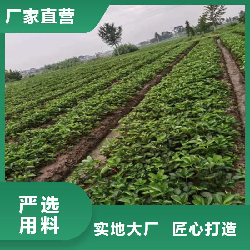 草莓苗层层质检全新升级品质保障