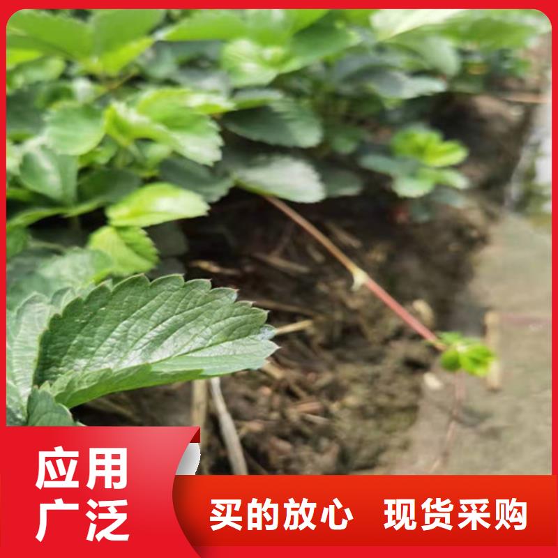 草莓苗大金星山楂苗严格把控质量适用场景