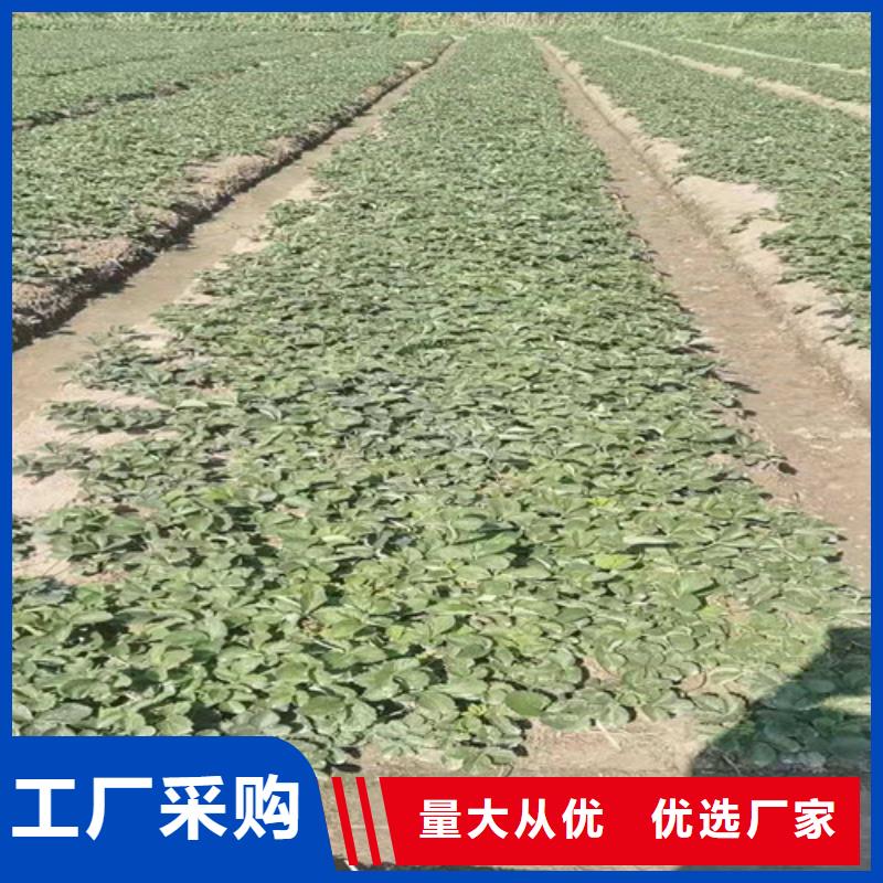 【草莓苗】樱桃树苗现货采购品牌企业