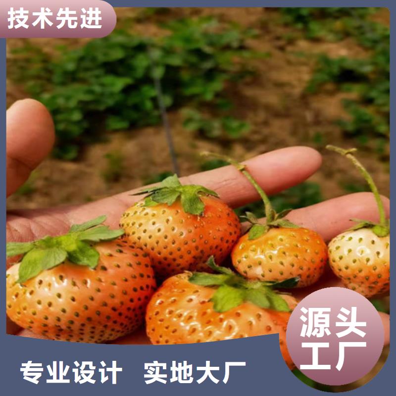 【草莓苗】大棚草莓苗颜色尺寸款式定制质量层层把关