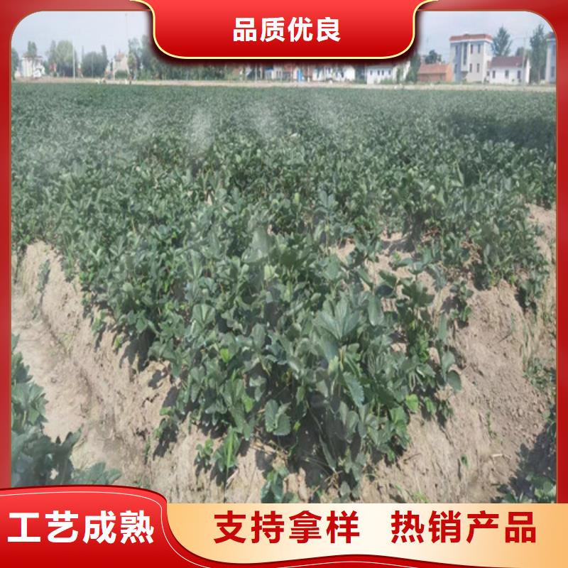 草莓苗无花果苗价格实惠工厂直供质检严格放心品质