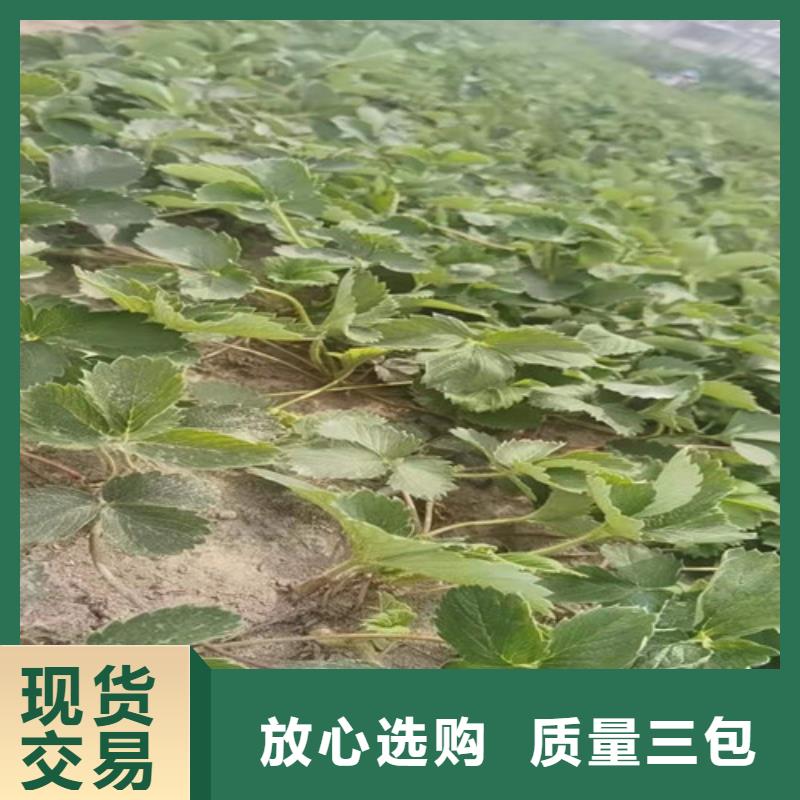 草莓苗海棠盆景苗定制不额外收费一手价格