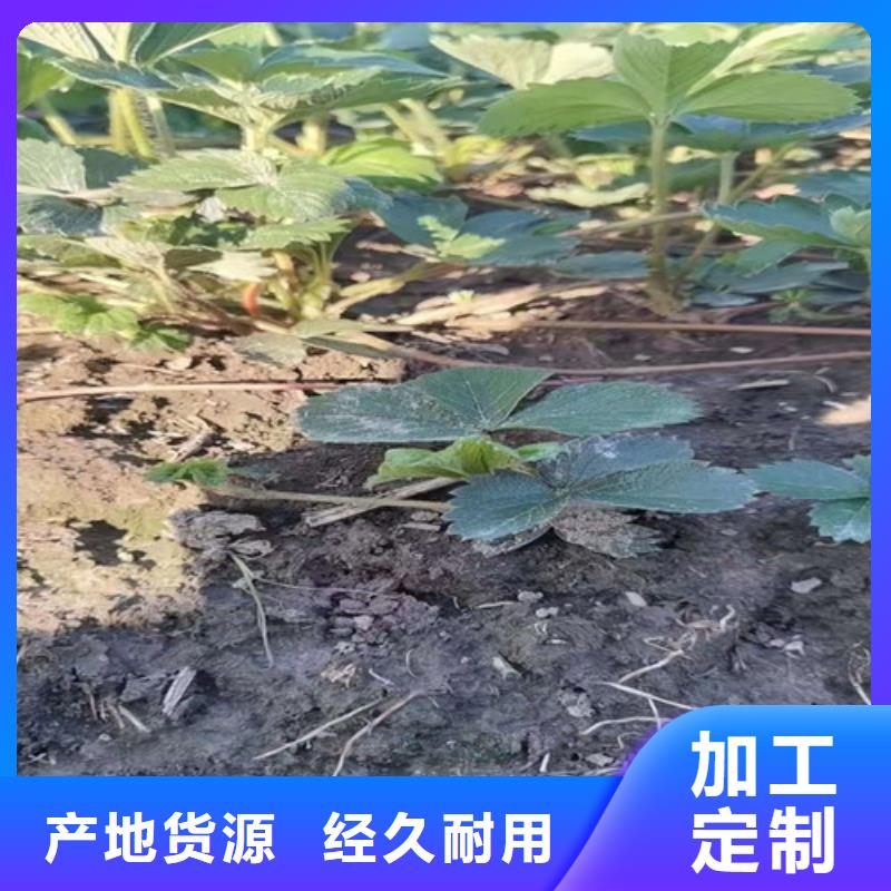 草莓苗【玉露香梨苗】厂家直销值得选择一站式采购方便省心