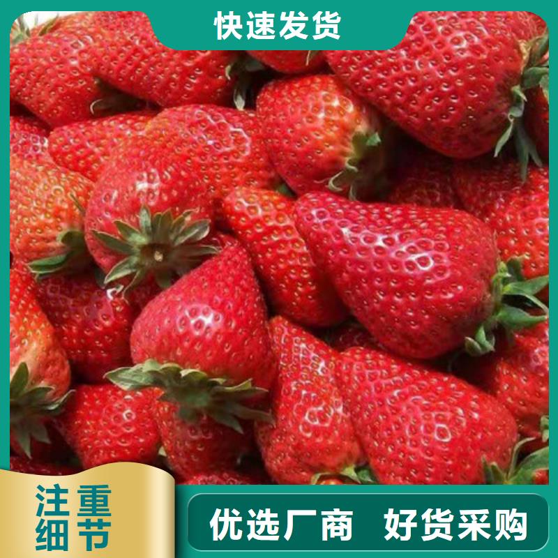 【草莓苗甜茶苗海量现货】同城公司