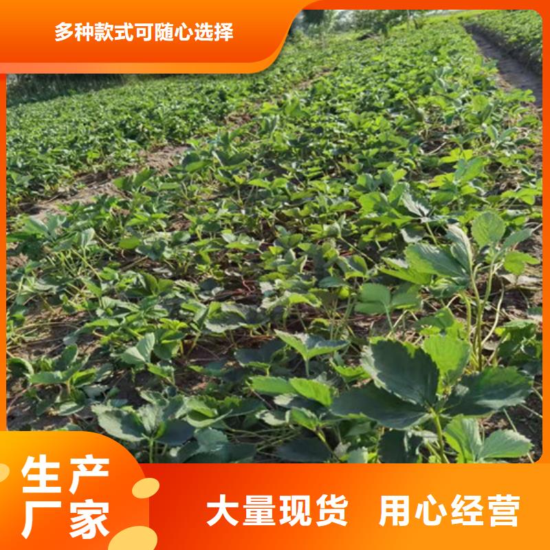 草莓苗1公分杏树苗敢与同行比质量省心又省钱