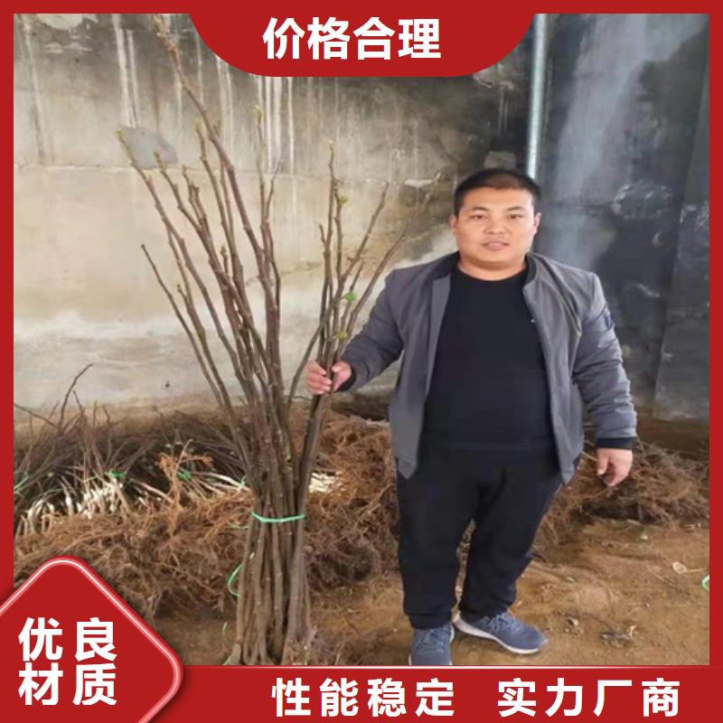 无花果,酥脆一号质量好同城品牌