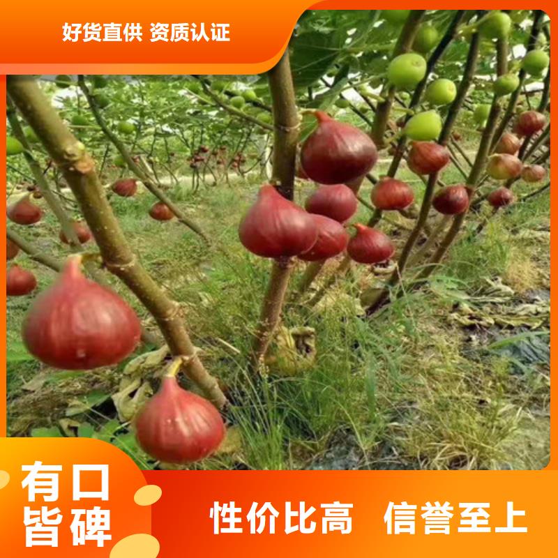 无花果核桃苗批发供应老客户钟爱