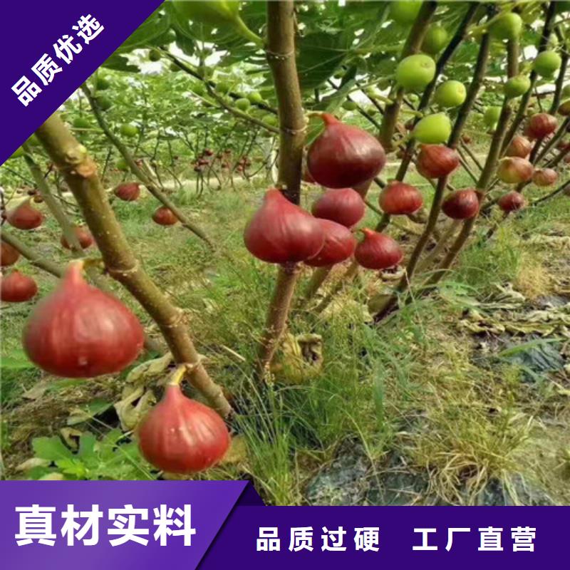 无花果_蓝莓苗品质保证专注细节专注品质