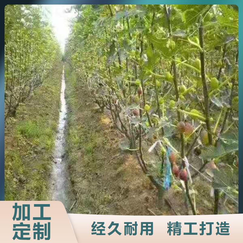 无花果草莓苗现货充足当地经销商