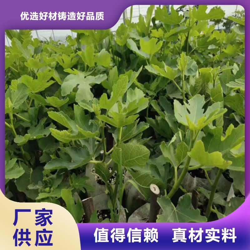 无花果樱桃树苗产地直供价格实惠工厂直供