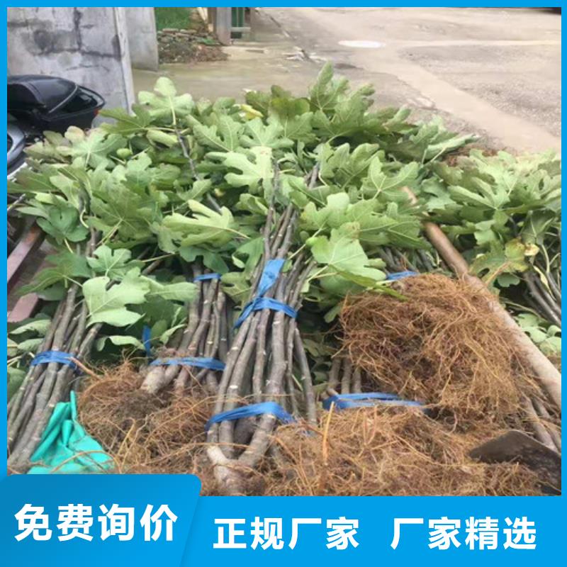 无花果樱桃树苗客户好评型号全价格低