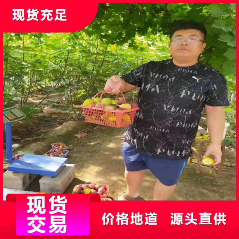 无花果_香椿树苗实拍展现当地公司