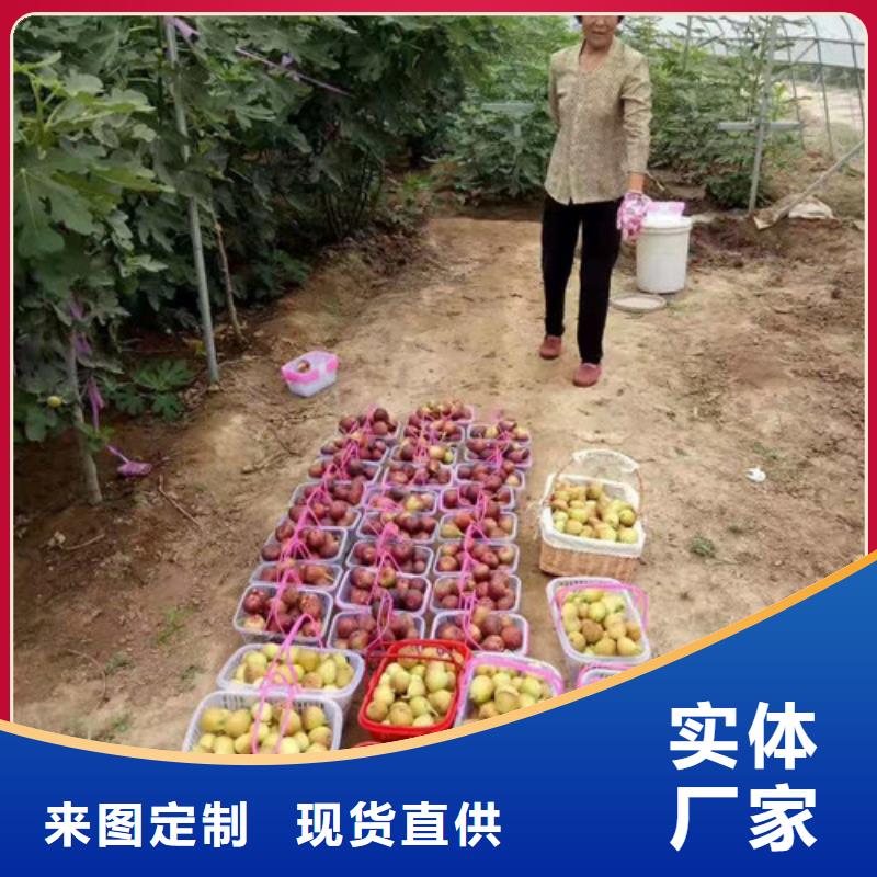 无花果蓝莓苗质量安全可靠附近经销商