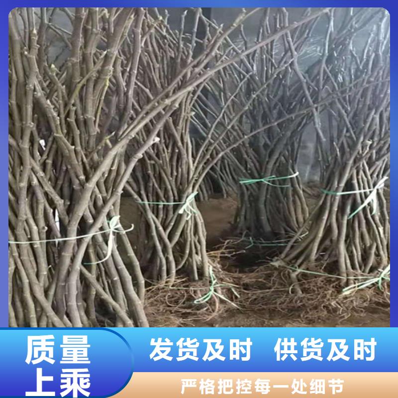 无花果,黄桃苗原料层层筛选专业供货品质管控