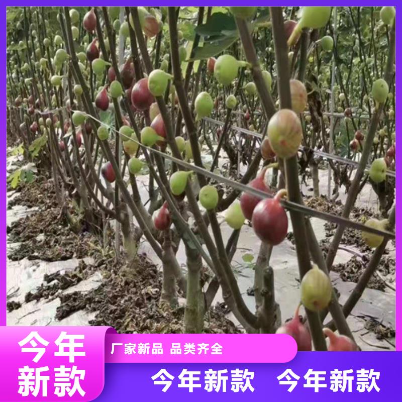 无花果【山楂树苗】行业优选好货直销