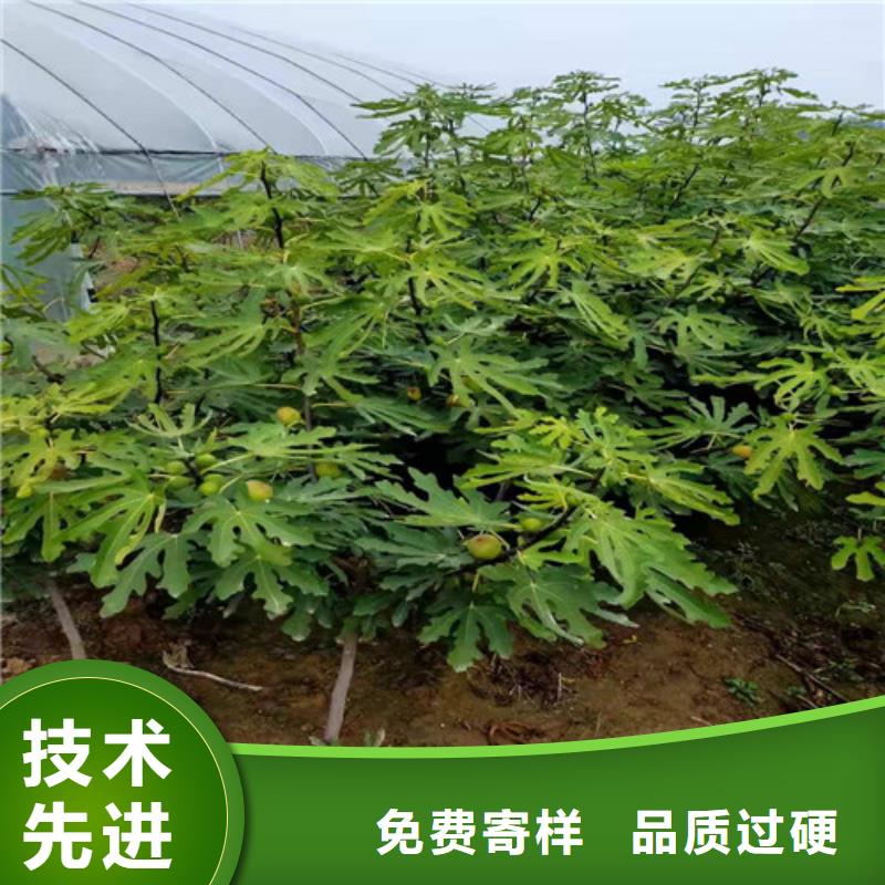 无花果樱桃树苗好厂家有担当同城厂家