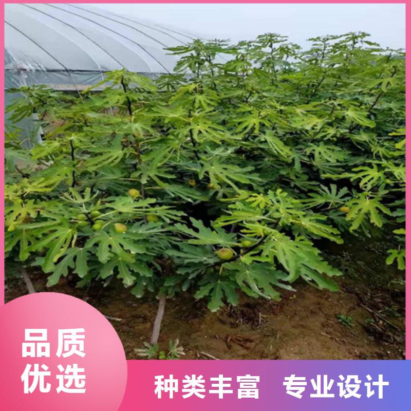 无花果【翠冠梨苗】严格把控每一处细节厂家直销供货稳定