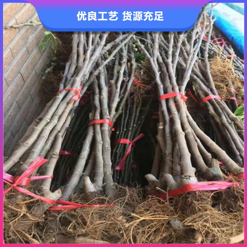 【无花果】大棚草莓苗优选厂商本地制造商