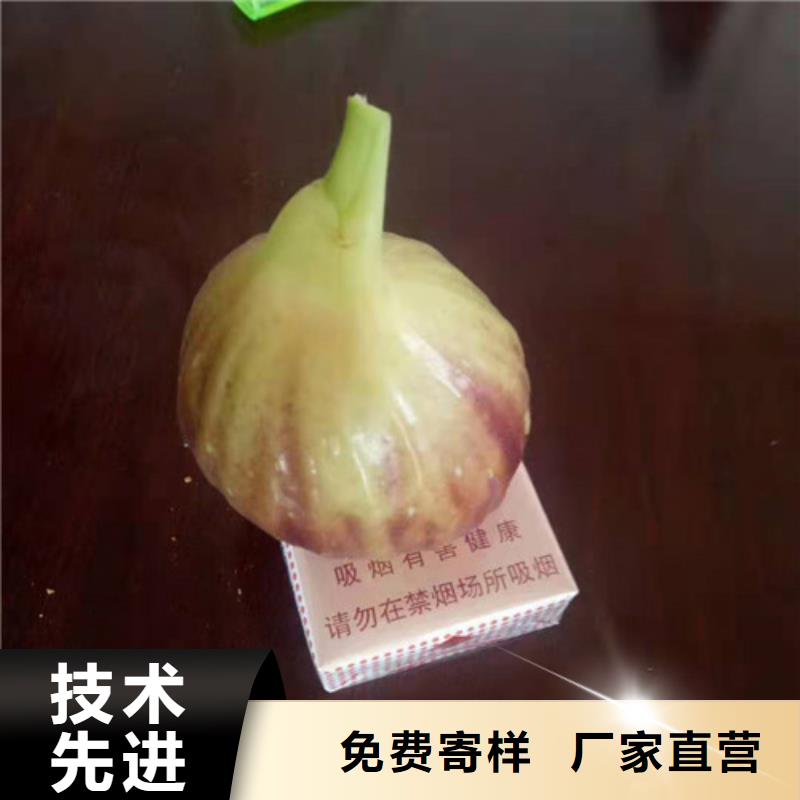 无花果蓝莓苗自营品质有保障精致工艺