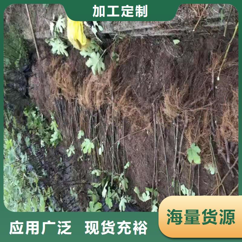 无花果_蟠桃苗优良工艺附近制造商