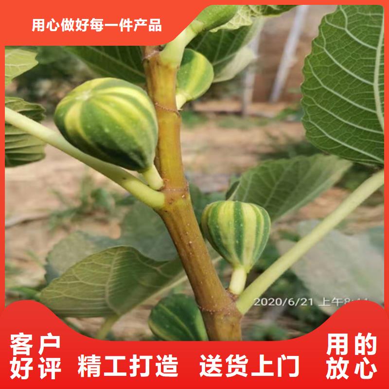 无花果大棚草莓苗质量看得见同城经销商