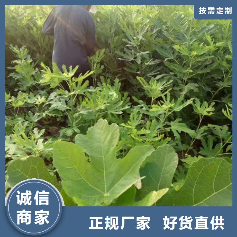 无花果【大棚草莓苗】快捷物流严选好货