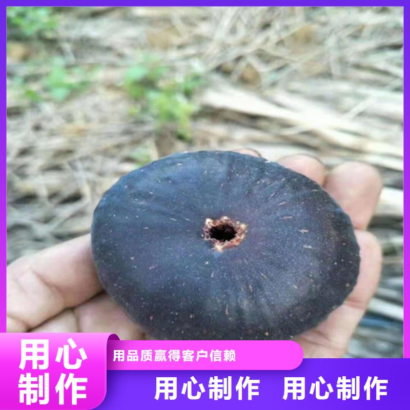 【无花果山楂苗厂家直销值得选择】大量现货