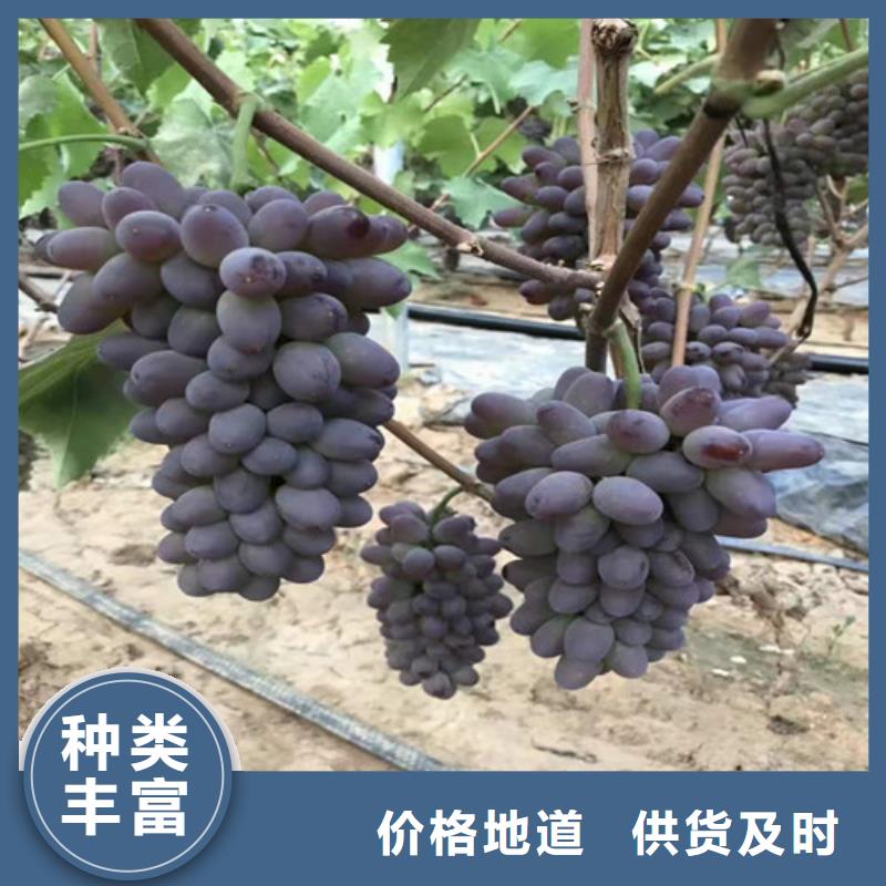 葡萄烟福8苹果苗细节展示同城公司