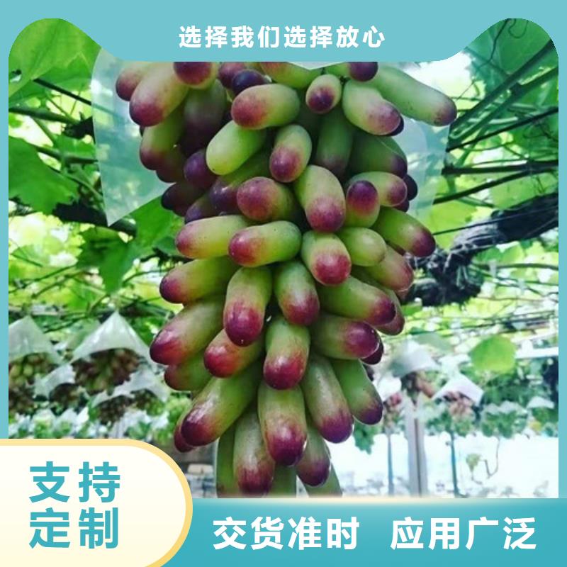 葡萄【花椒苗】实体厂家附近供应商