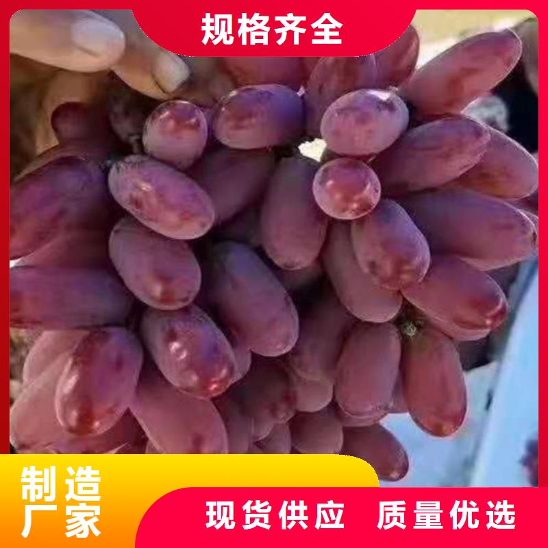 葡萄核桃苗产品优势特点量大从优