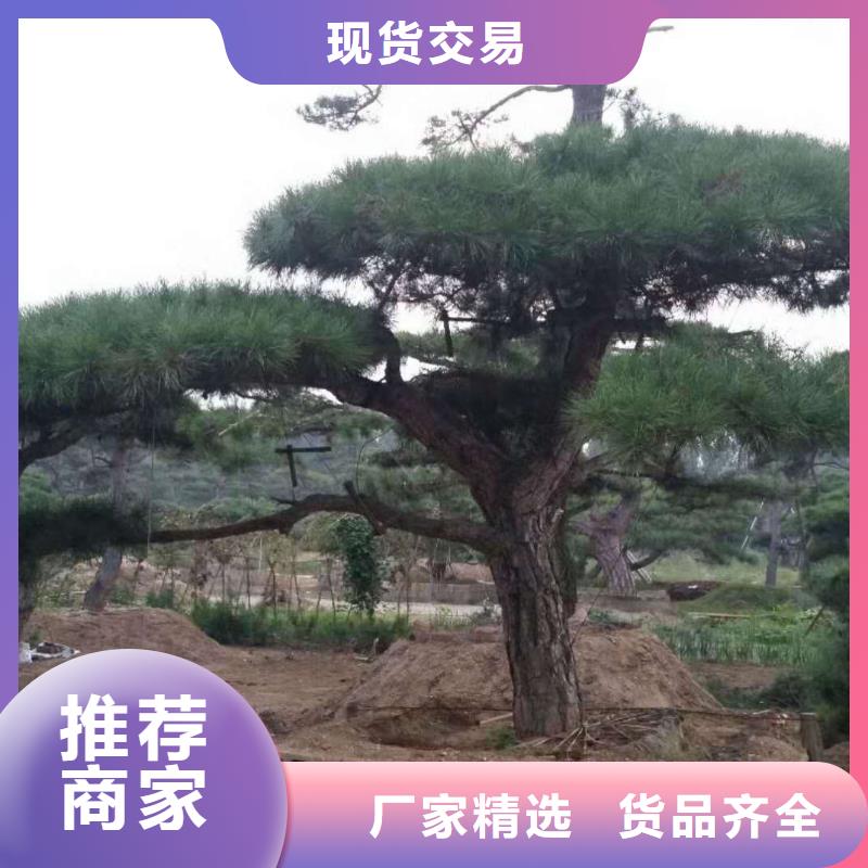 造型松盆景专业信赖厂家当地经销商