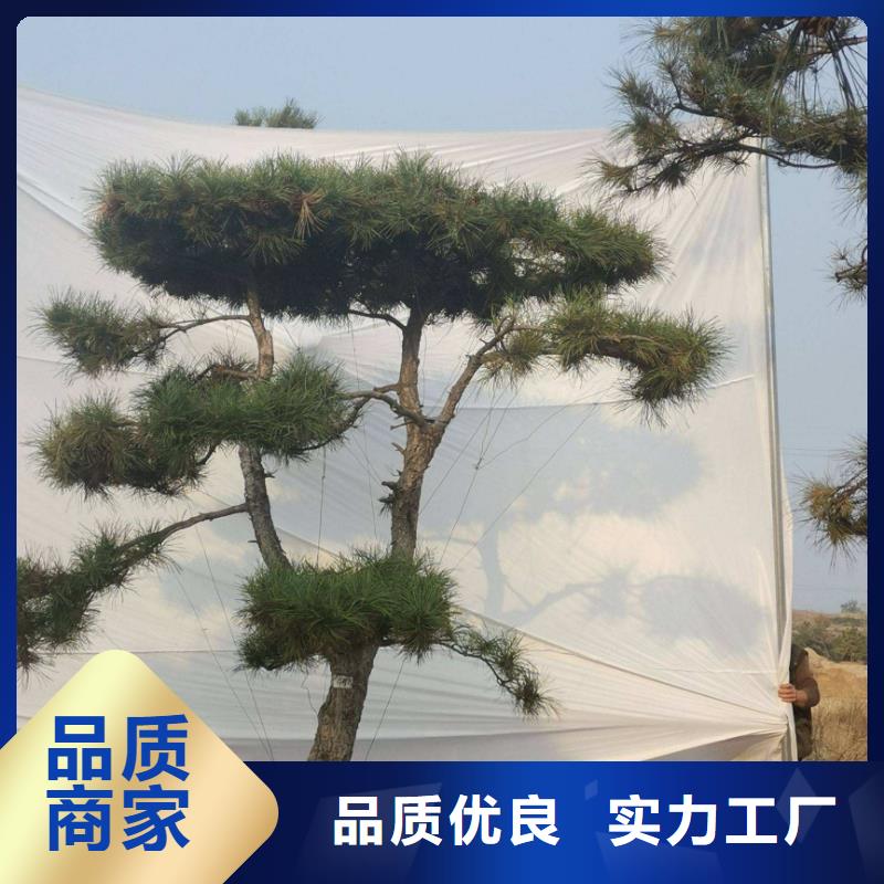 造型松造型松价格注重细节多种场景适用