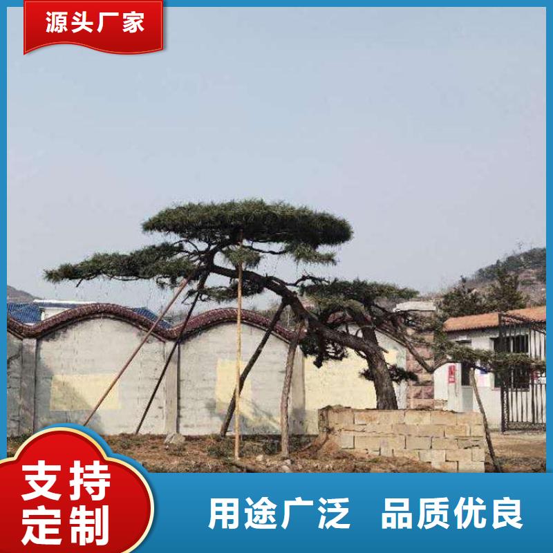 【造型松造型松基地每个细节都严格把关】符合行业标准