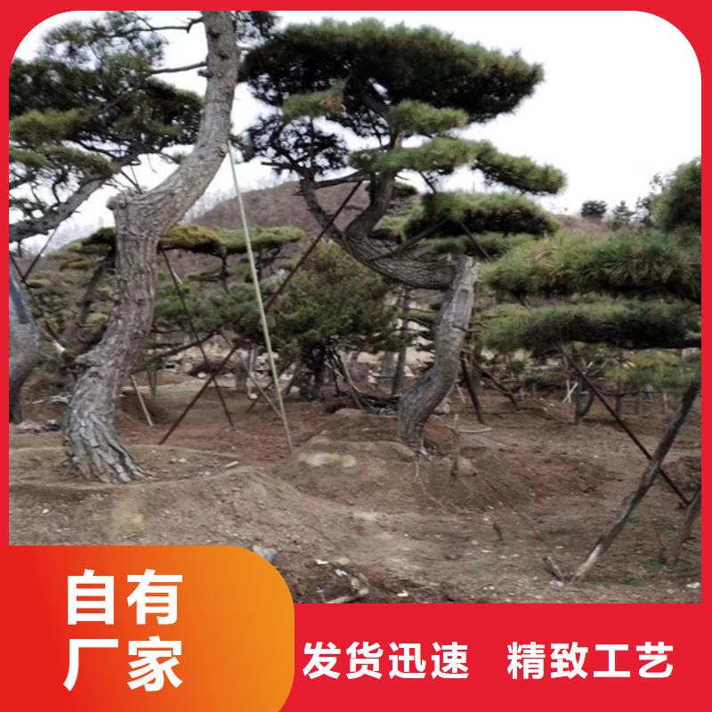 【造型松造型松价格免费寄样】本地生产商