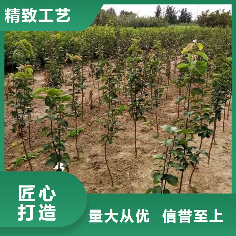 【梨梨树苗基地匠心工艺】经验丰富质量放心