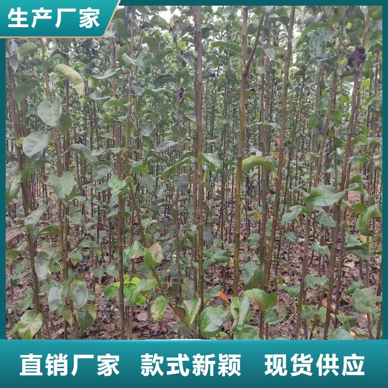 梨奥红全红梨树苗支持非标定制当地服务商