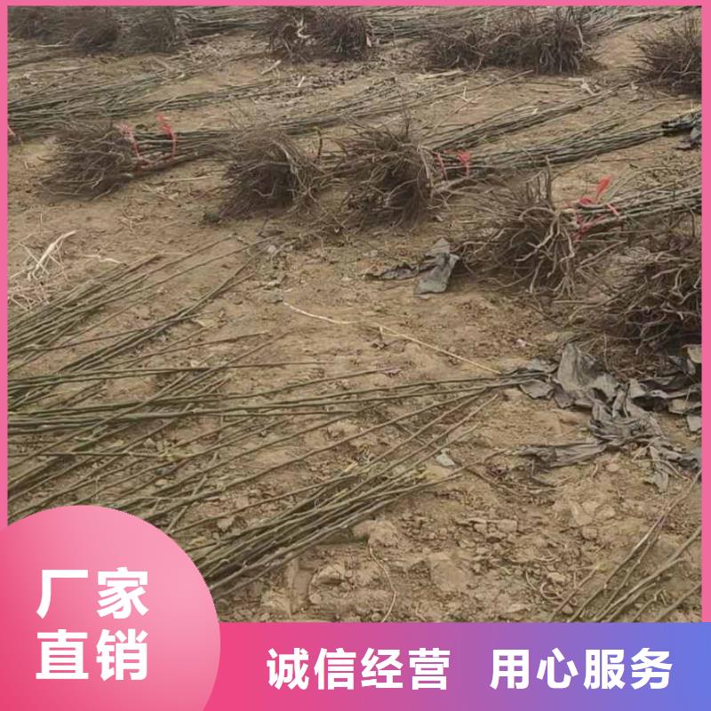 梨_【秋月梨树苗】欢迎来电询价本地制造商