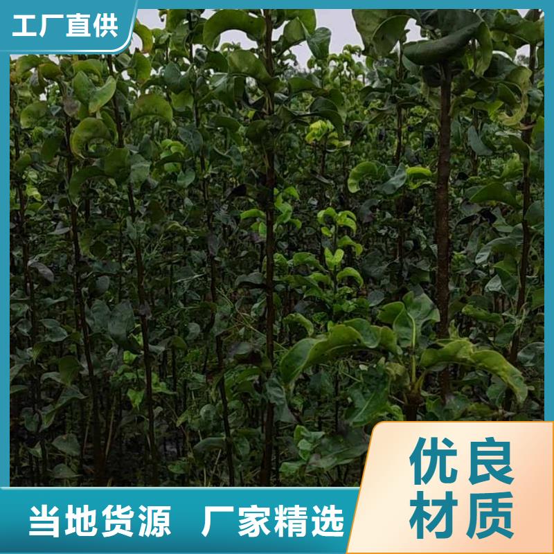 【梨_新梨7号梨树苗老品牌厂家】批发货源