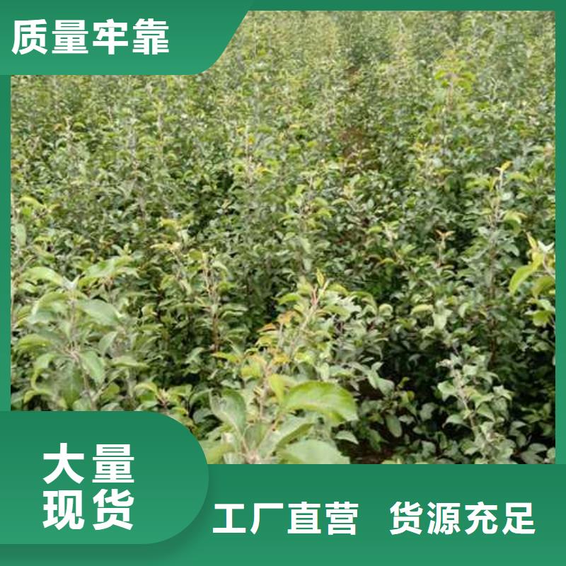 杜梨山桃苗应用范围广泛重信誉厂家