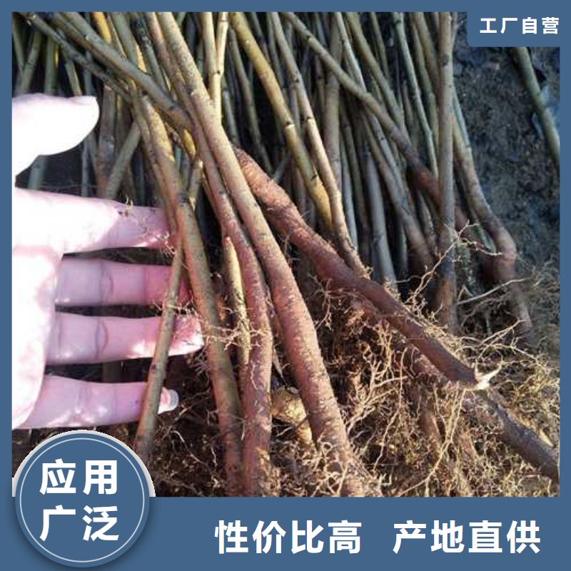 杜梨【海棠苗】严格把控每一处细节厂家现货批发