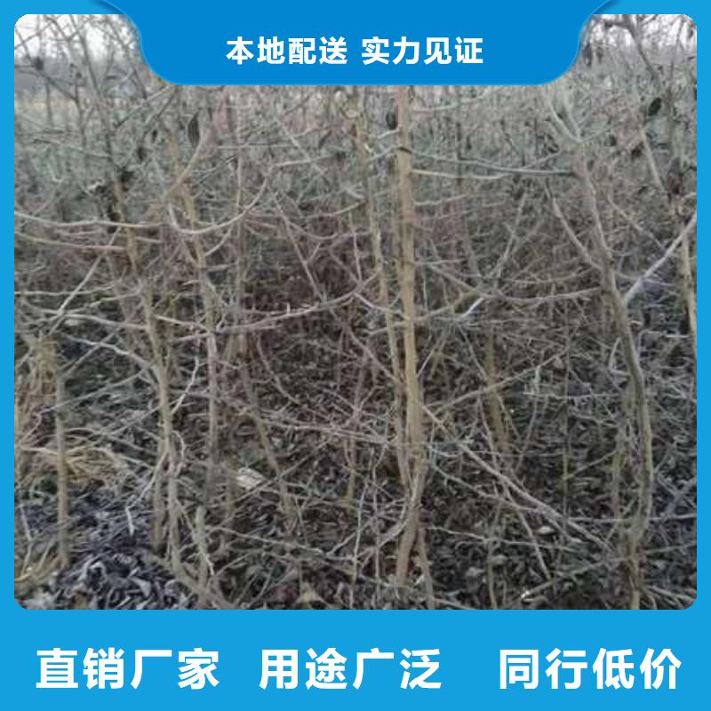 杜梨梨树苗基地安装简单源头厂家经验丰富