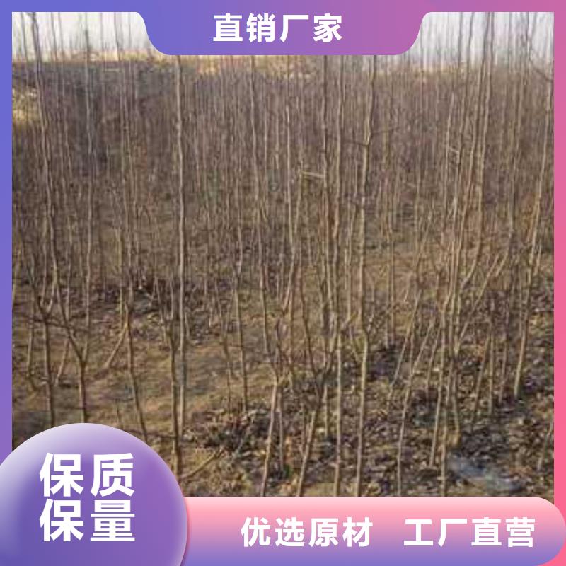 ​【杜梨-梨树苗基地N年大品牌】同城制造商