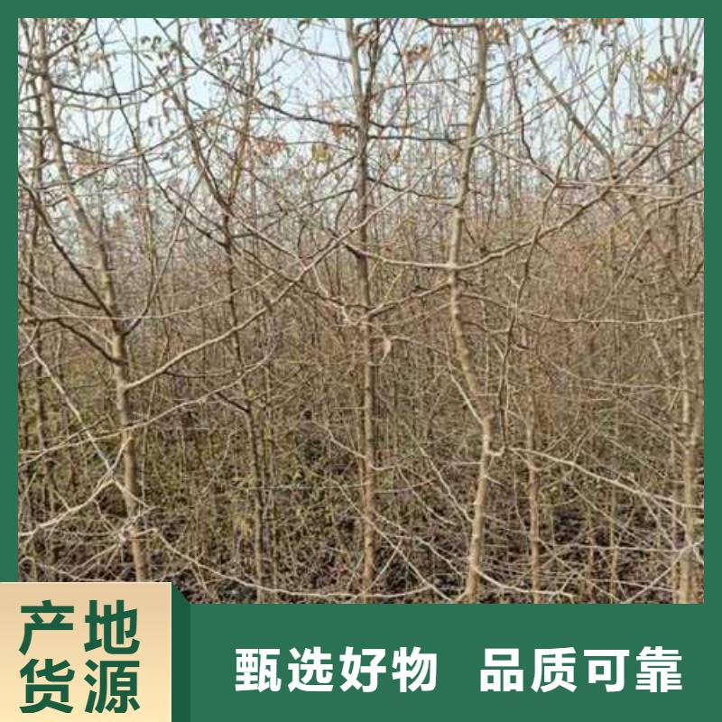 杜梨梨树苗基地不只是质量好本地货源