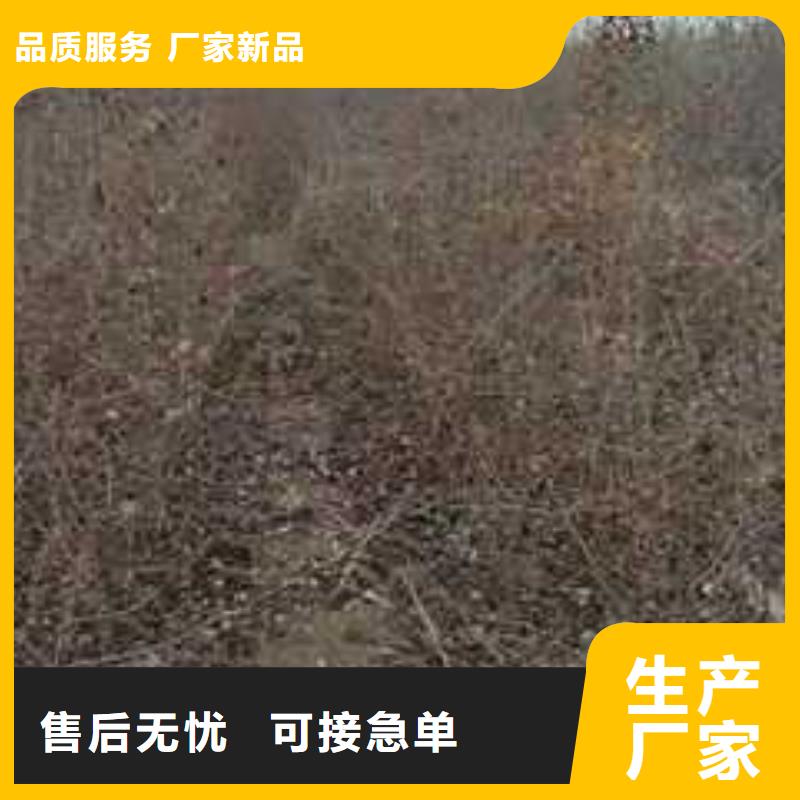 【杜梨】梨树苗基地让利客户同城生产厂家